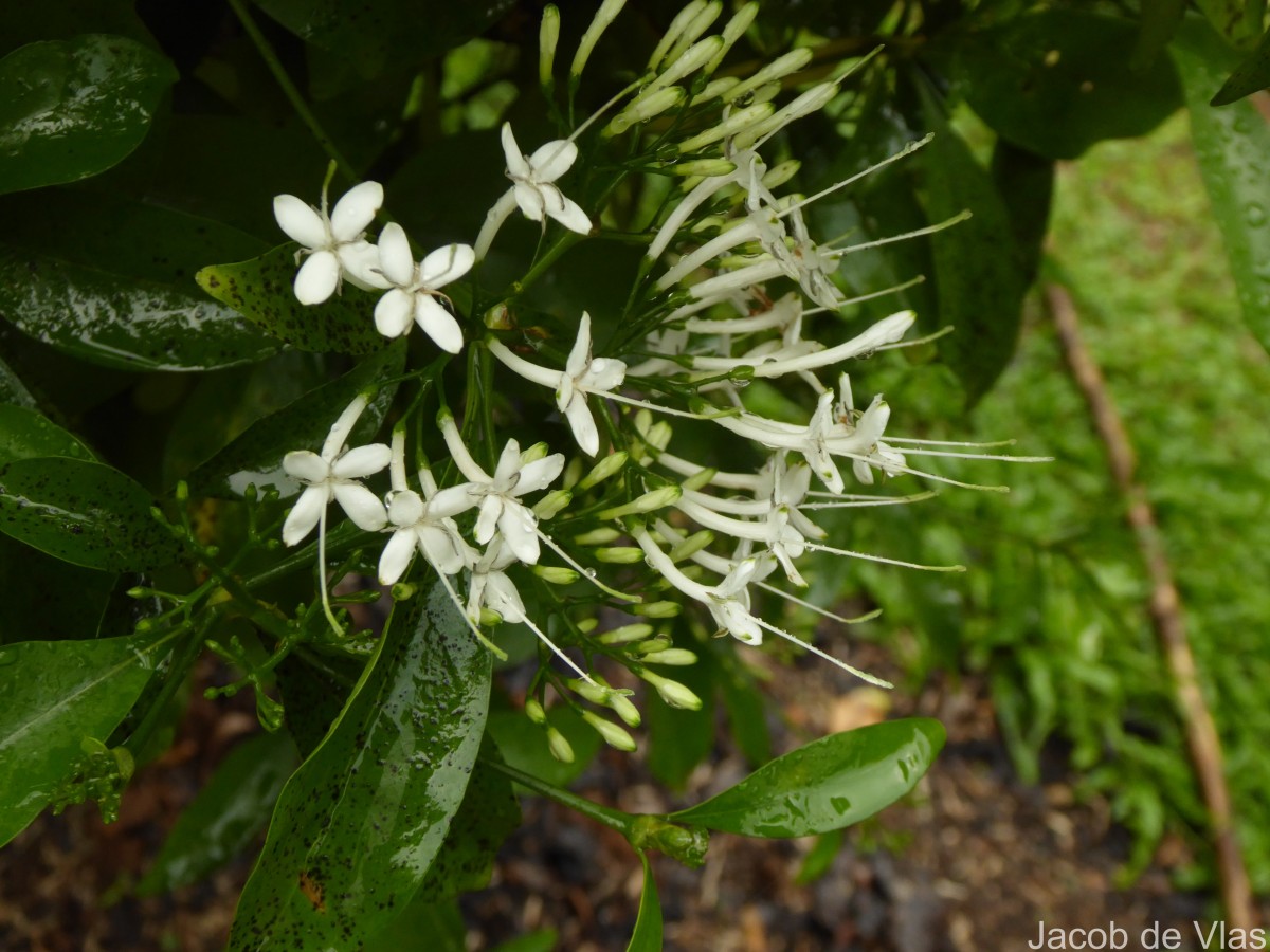 Pavetta indica L.